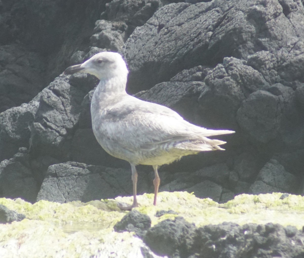 Goéland d'Audubon ou G. à ailes grises - ML620670002