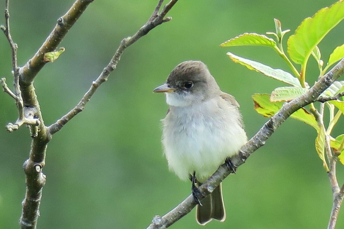 Willow Flycatcher - ML620670003