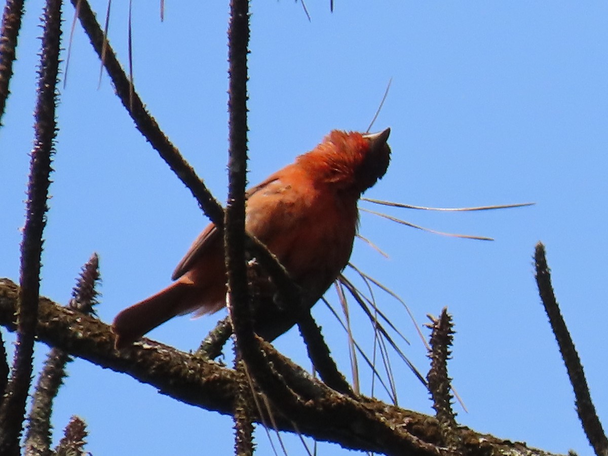 Hepatic Tanager - ML620670006