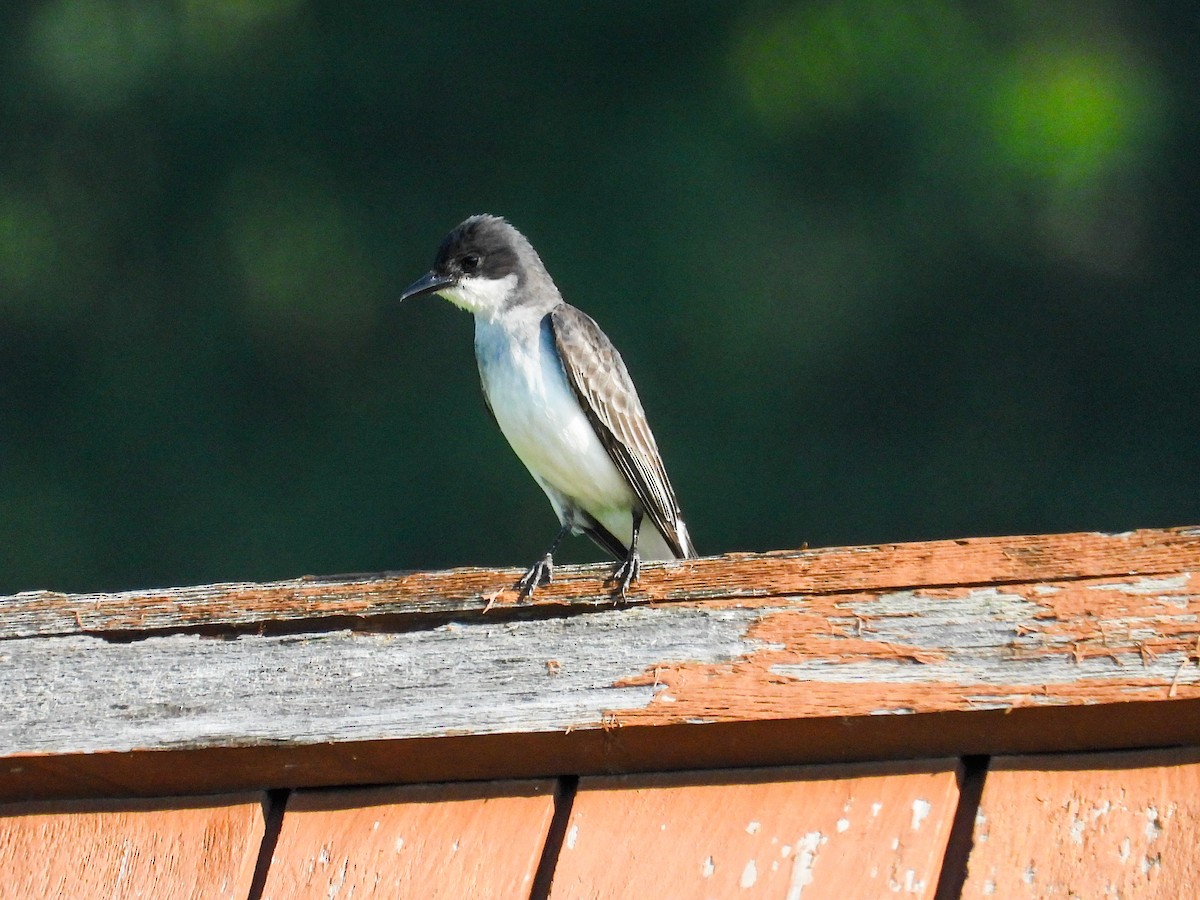 Eastern Kingbird - ML620670009