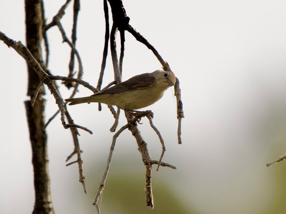 Lucy's Warbler - ML620670011
