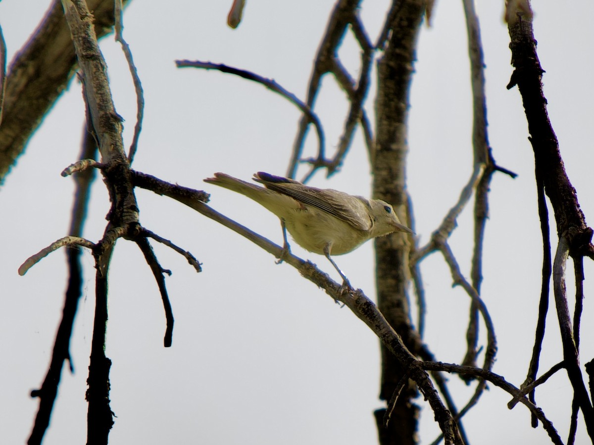 Lucy's Warbler - ML620670012