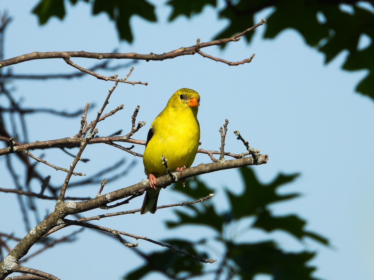 American Goldfinch - ML620670014