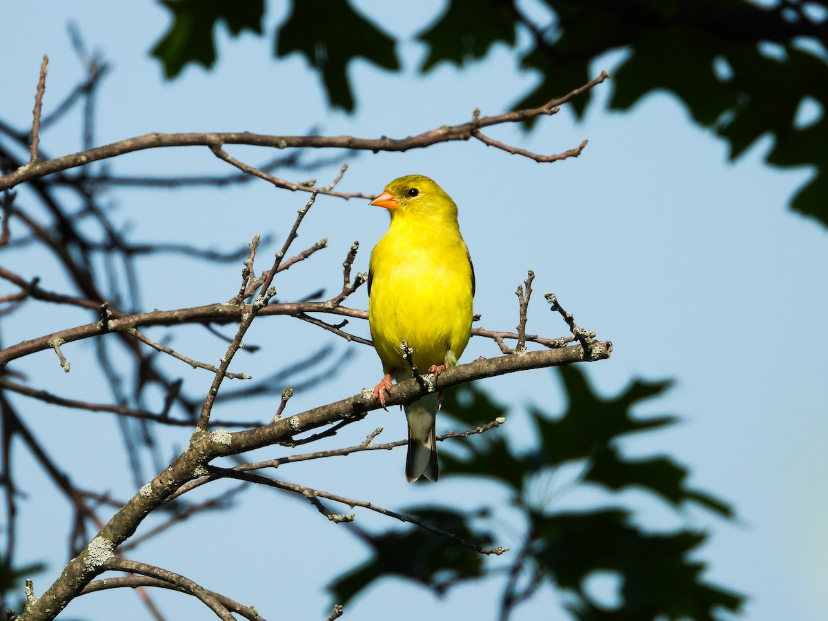 Chardonneret jaune - ML620670015