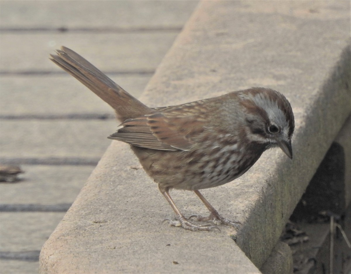 Song Sparrow (heermanni Group) - ML620670018