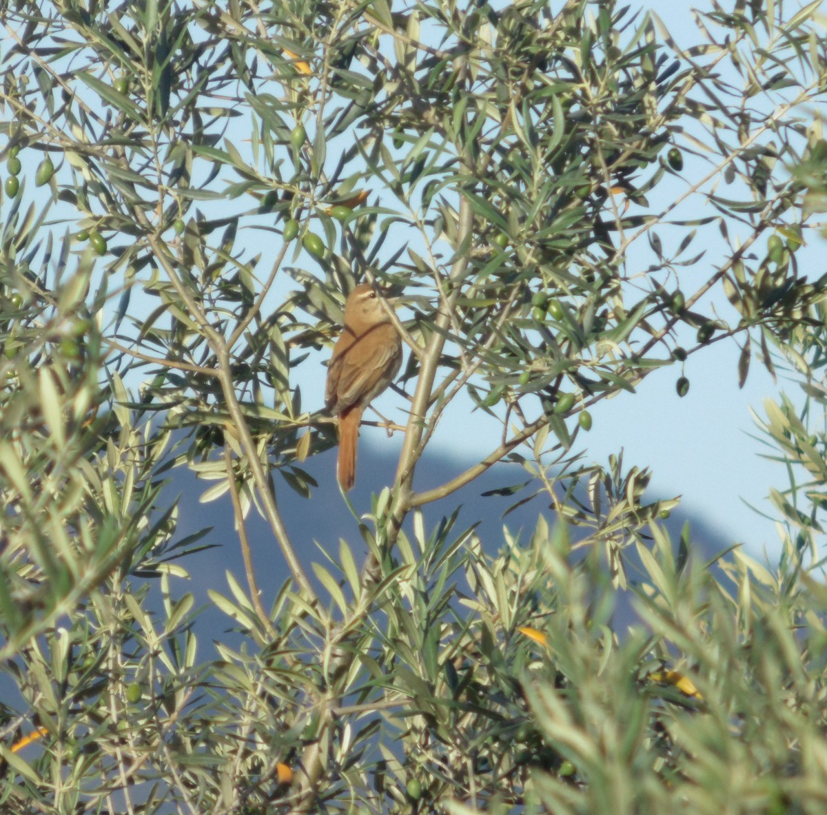 Rufous-tailed Scrub-Robin - ML620670025