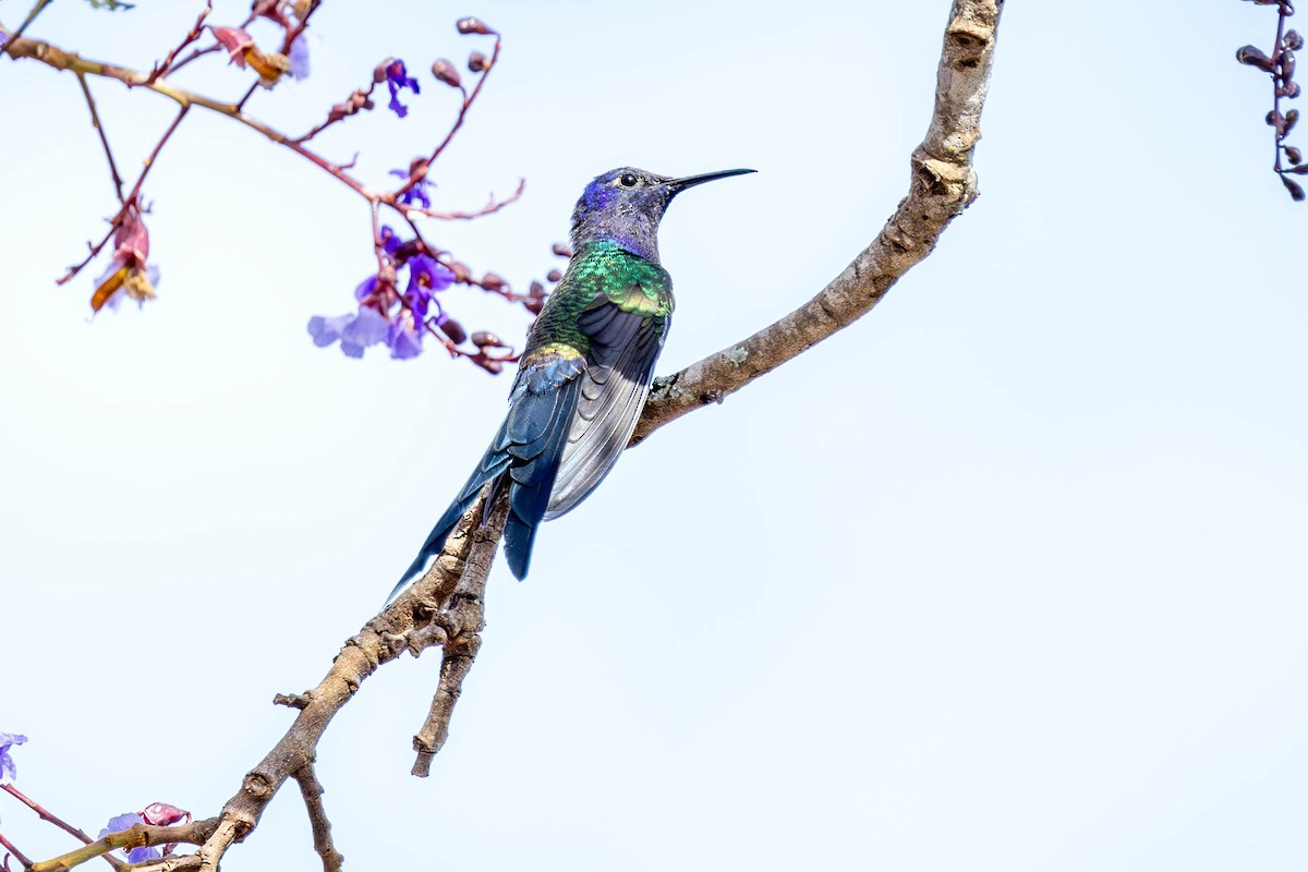 Swallow-tailed Hummingbird - ML620670027