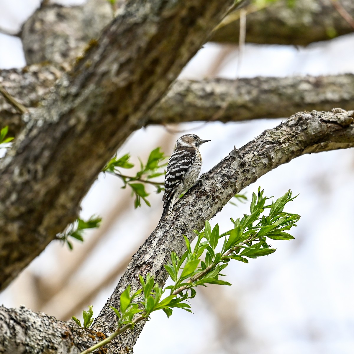 Japanese Pygmy Woodpecker - ML620670029