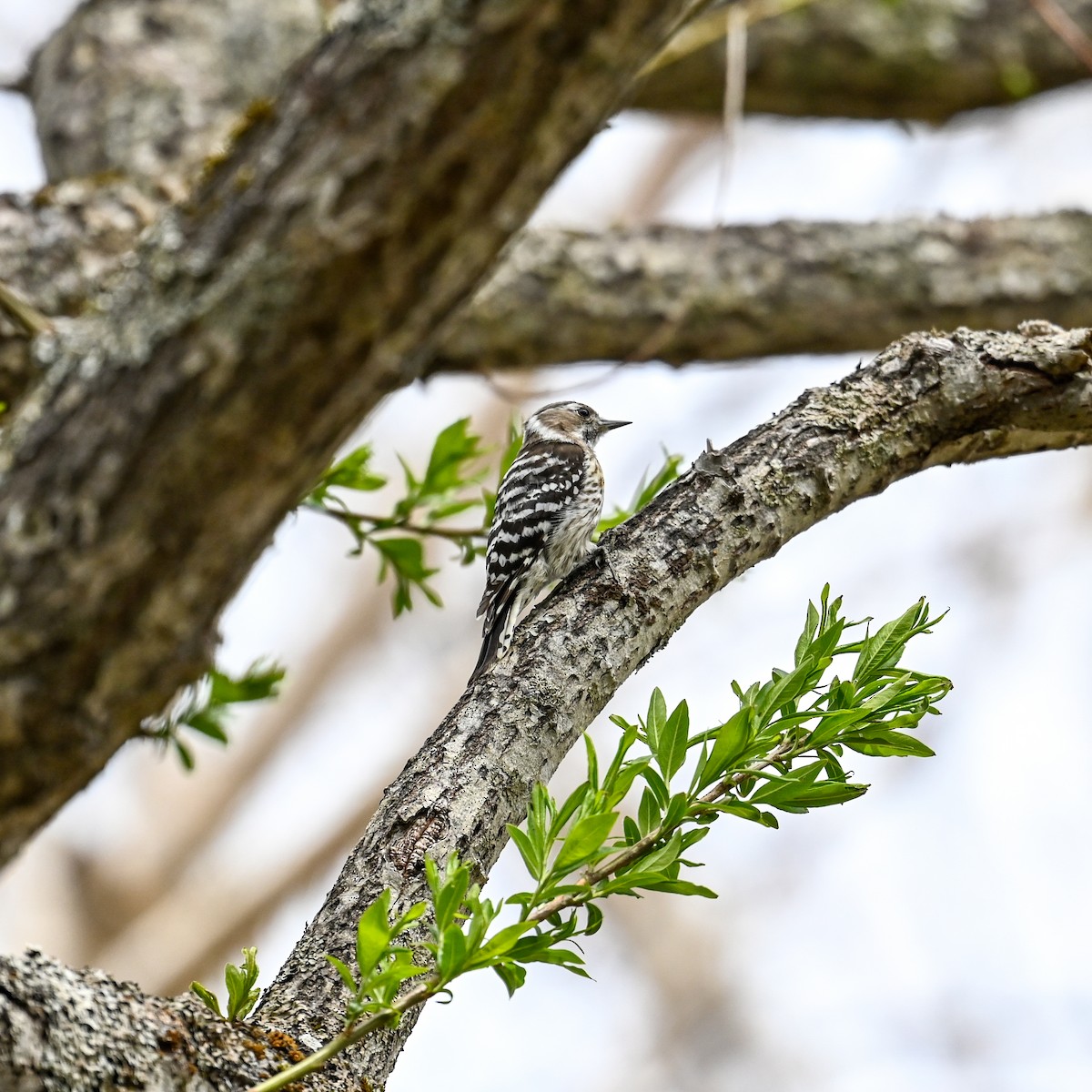 Japanese Pygmy Woodpecker - ML620670031