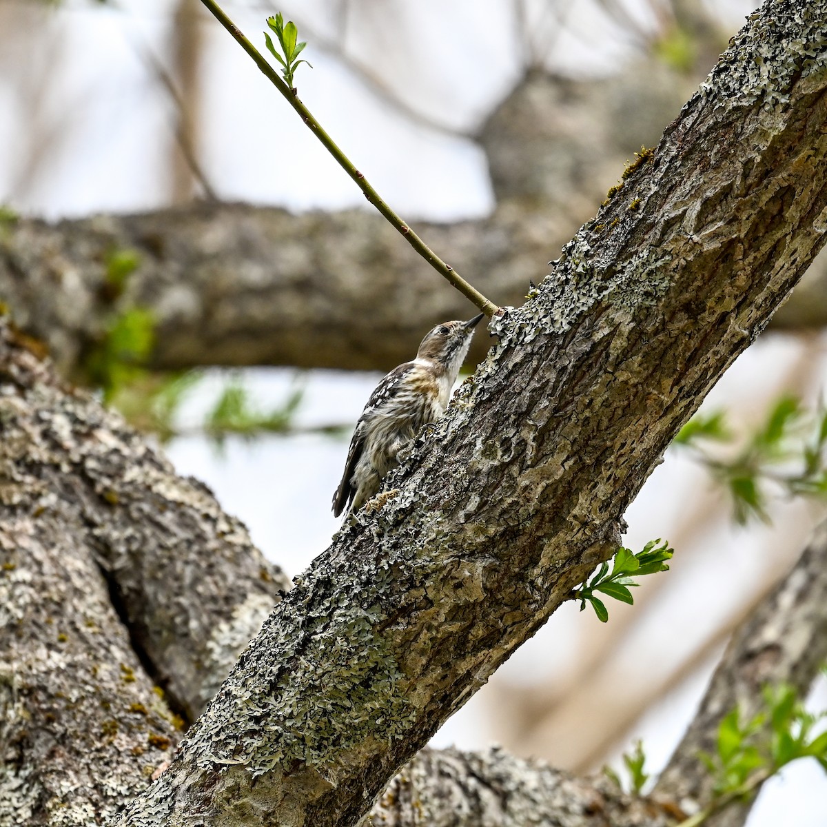 Japanese Pygmy Woodpecker - ML620670033
