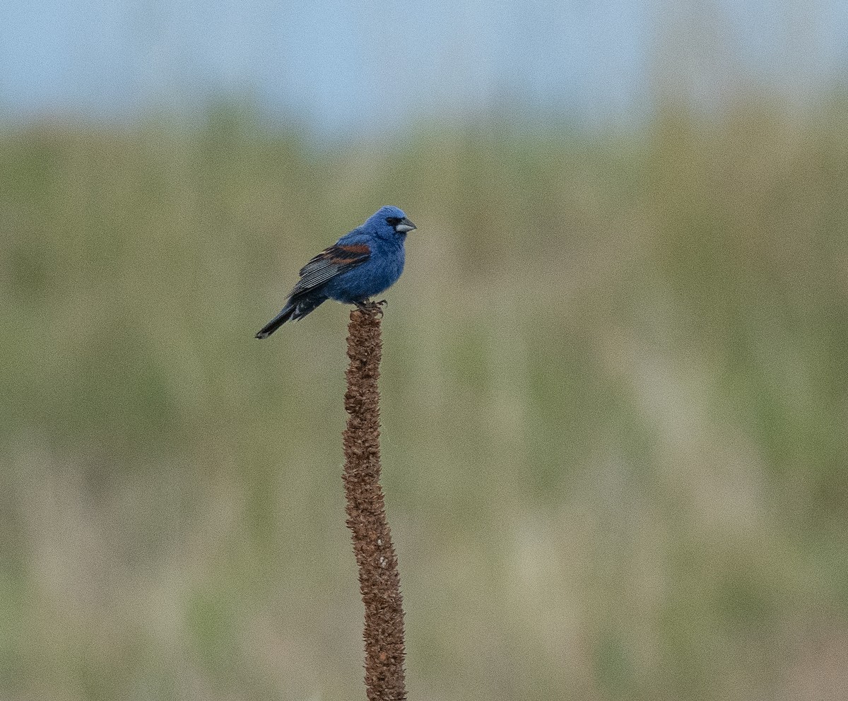 Blue Grosbeak - ML620670036