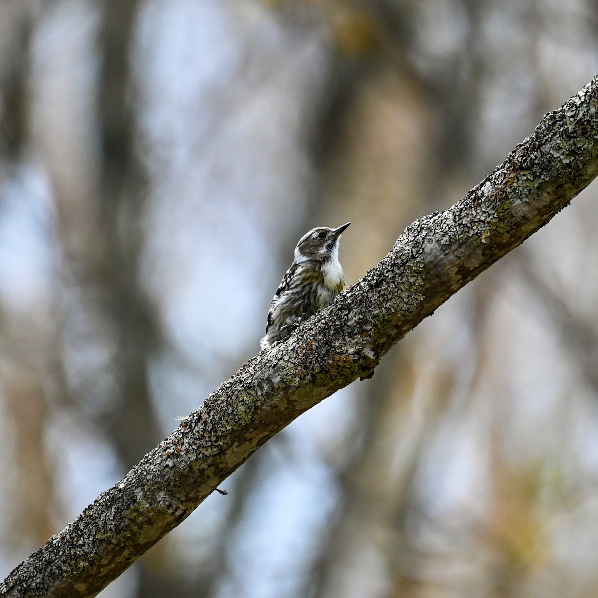 Japanese Pygmy Woodpecker - ML620670038