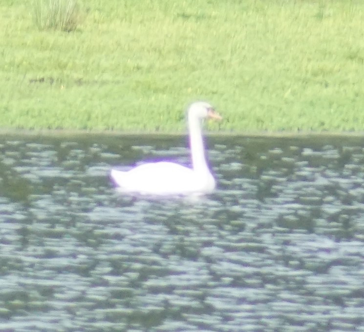 Mute Swan - ML620670040