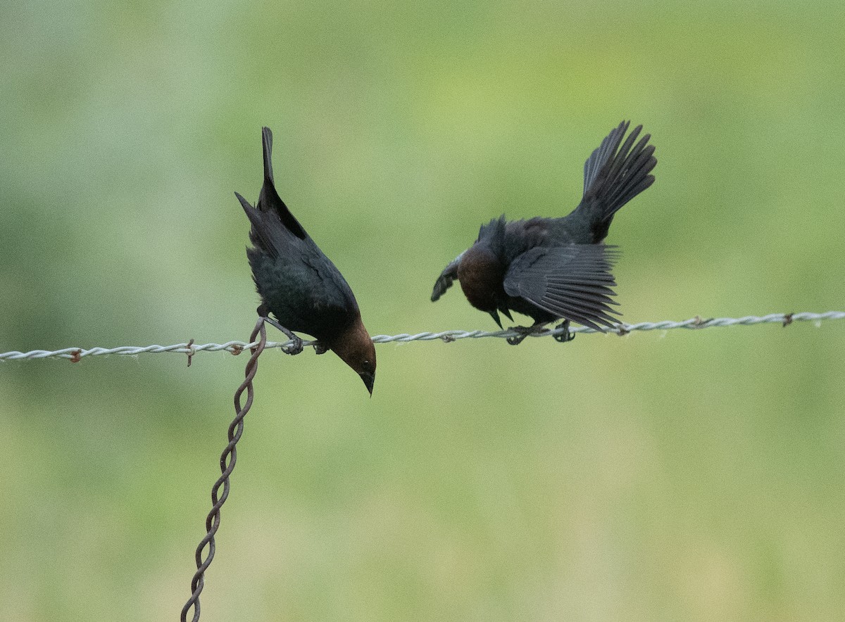 Brown-headed Cowbird - ML620670046