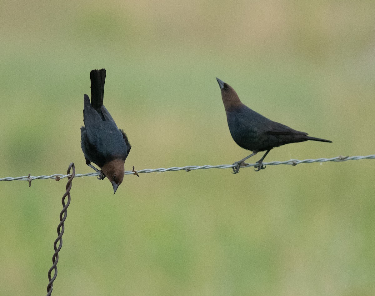 Brown-headed Cowbird - ML620670047