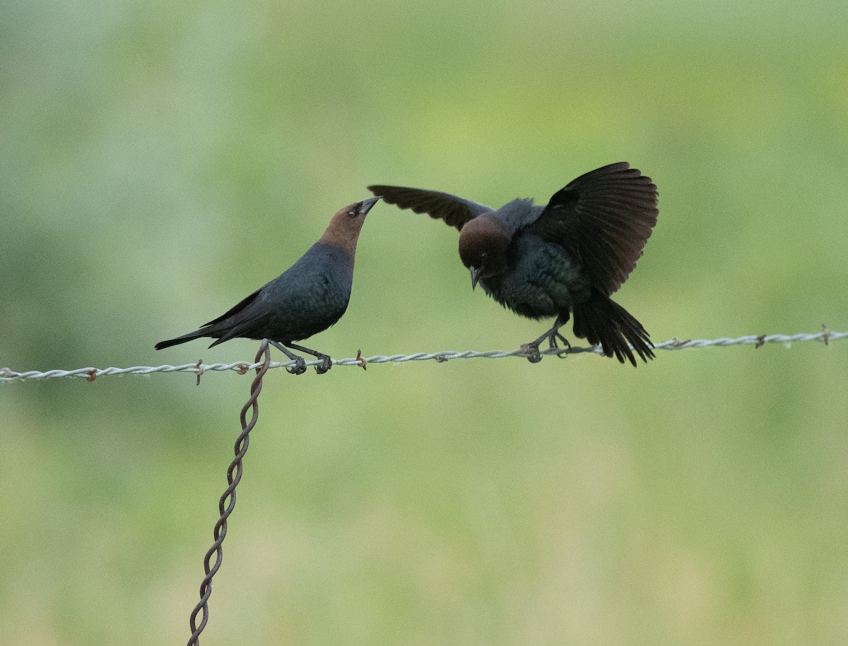 Brown-headed Cowbird - ML620670048