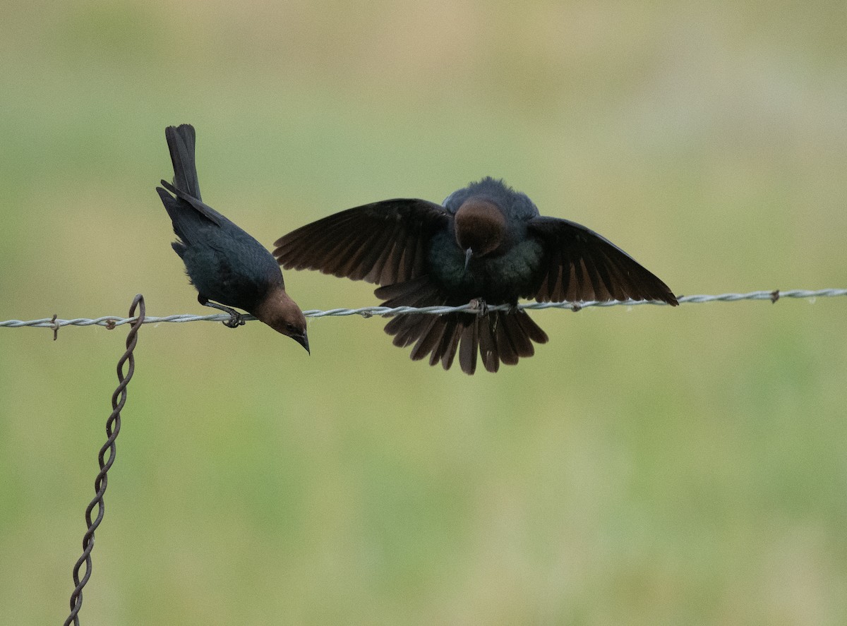 Brown-headed Cowbird - Ethan Cleveland