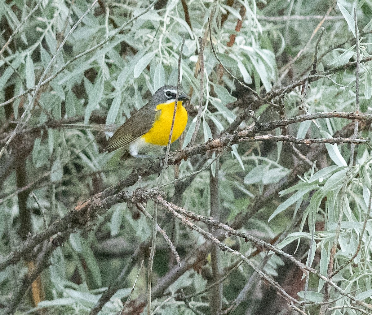 Yellow-breasted Chat - ML620670054