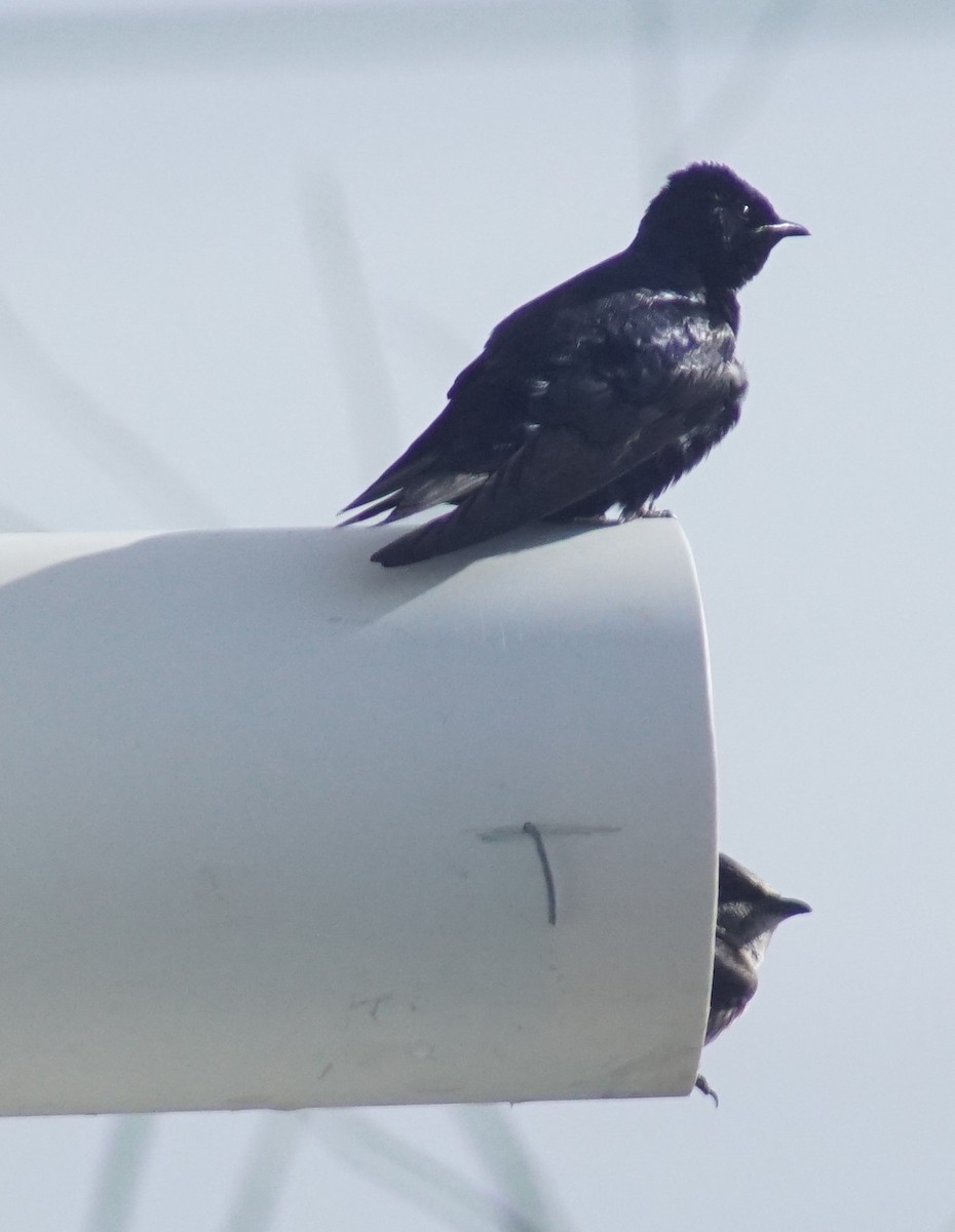 Purple Martin - ML620670057