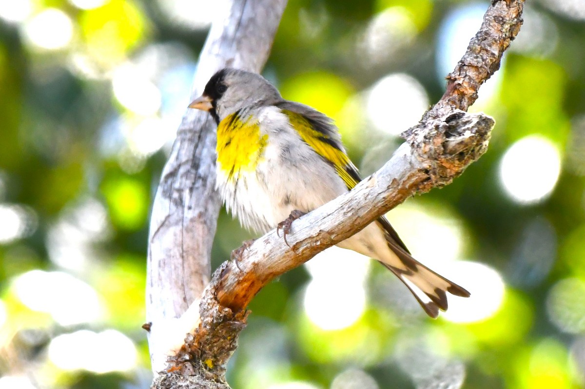 Lawrence's Goldfinch - ML620670067