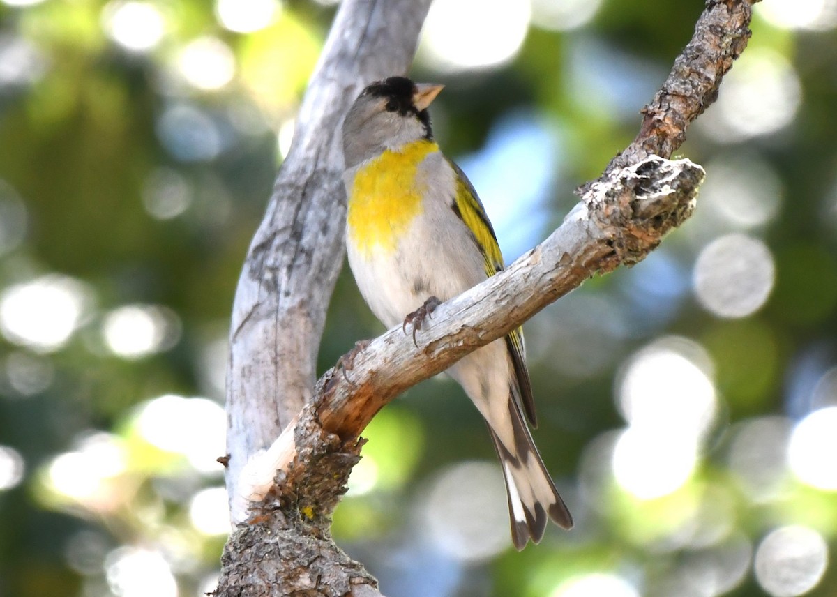 Lawrence's Goldfinch - ML620670068