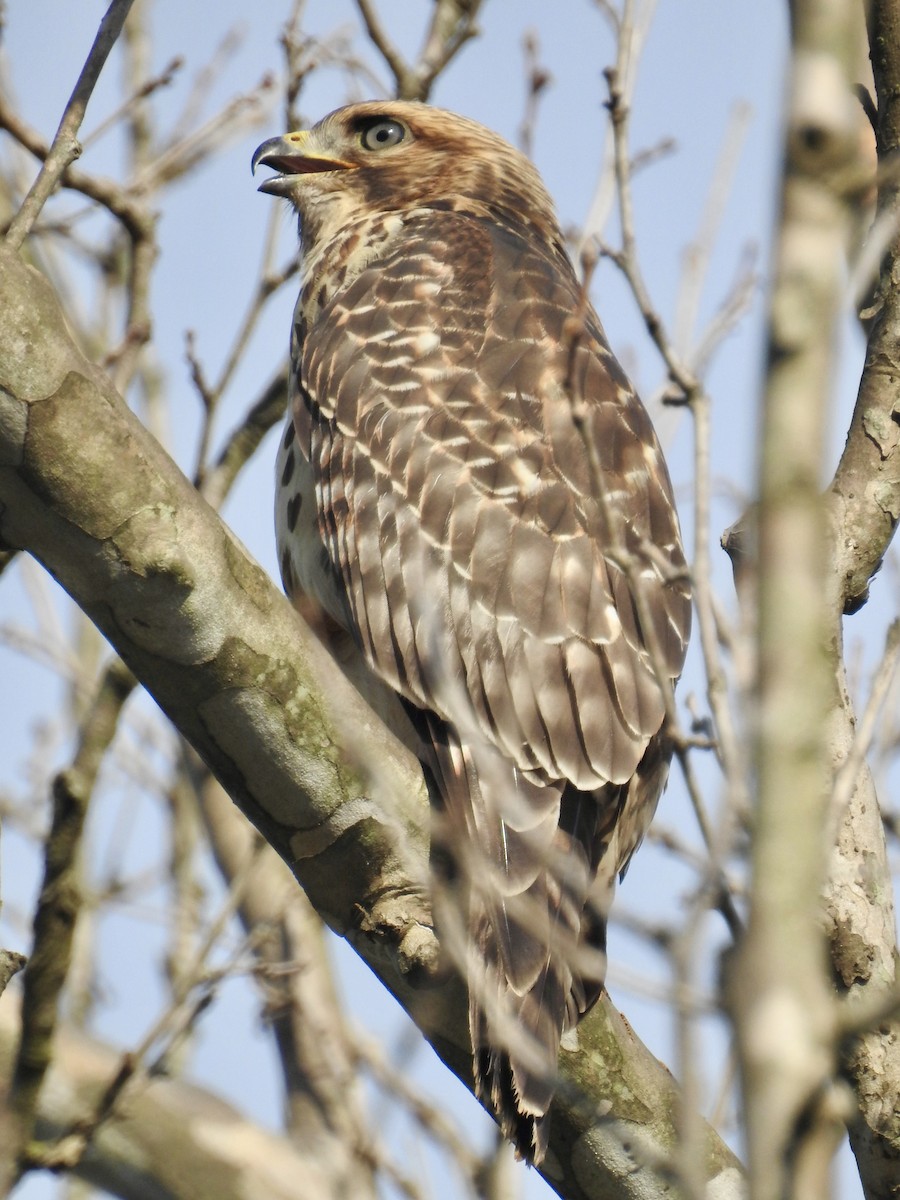 Red-shouldered Hawk - ML620670070