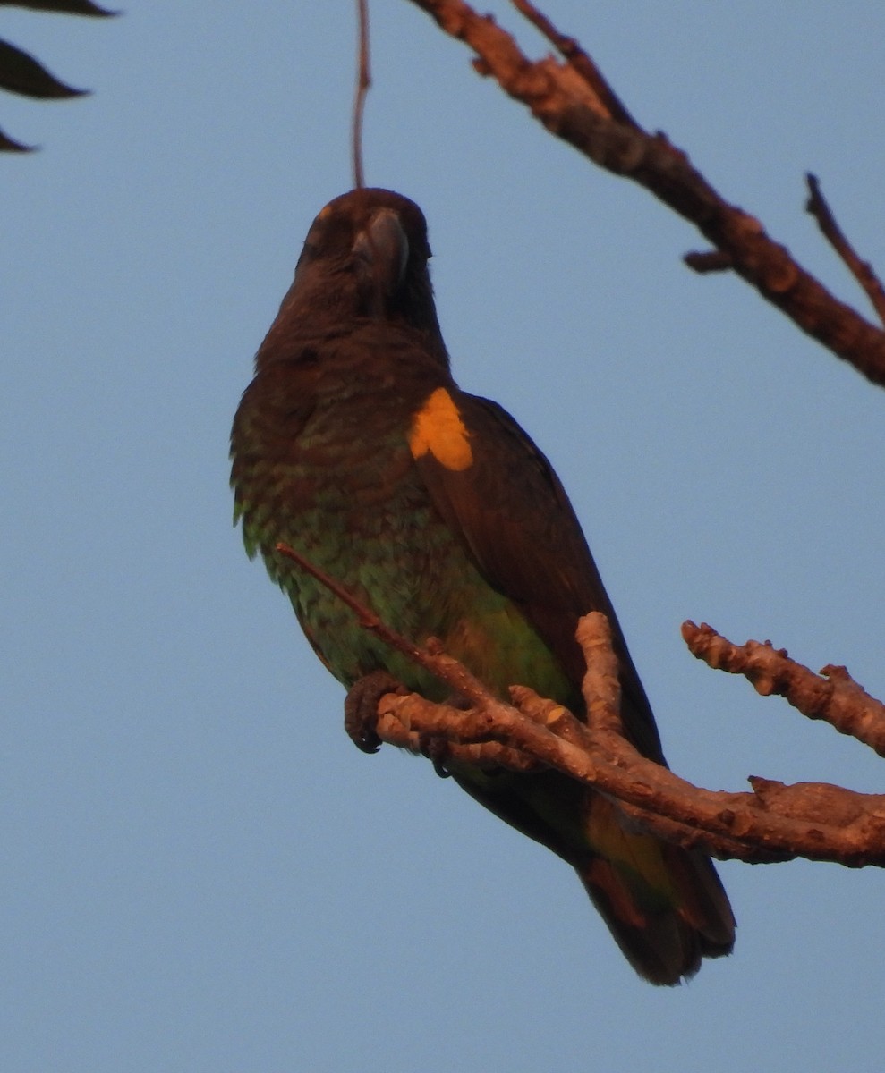 Brown-necked Parrot - ML620670071