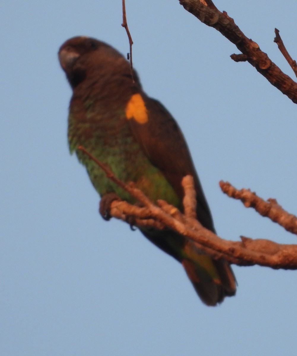 Brown-necked Parrot - ML620670073