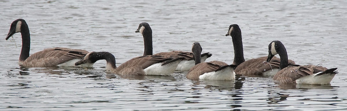 Canada Goose - ML620670074