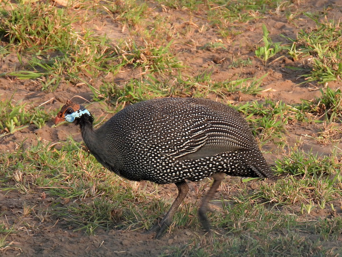 Helmeted Guineafowl - ML620670076