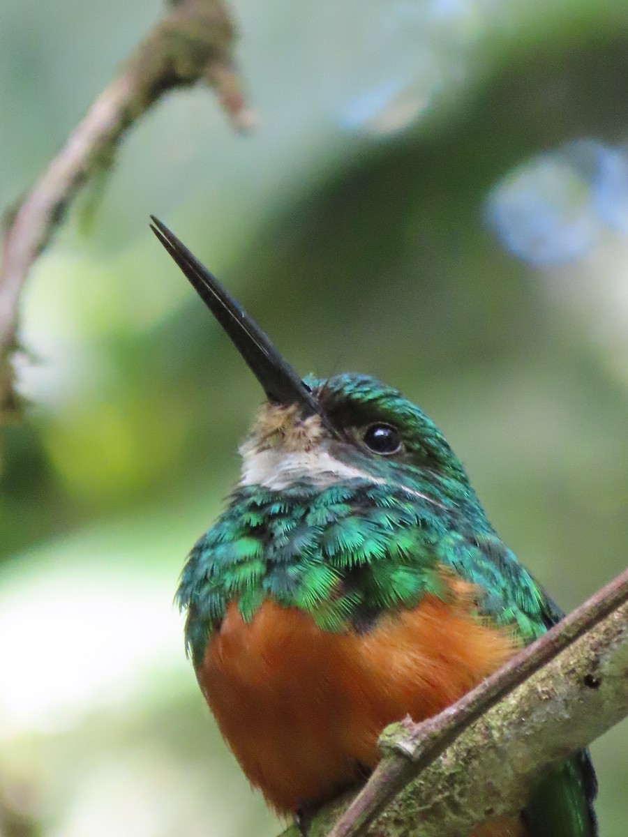 Rufous-tailed Jacamar - ML620670078