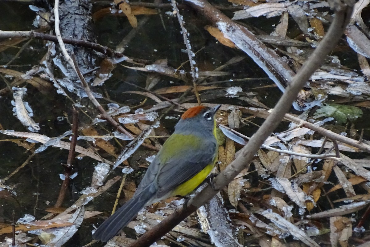 Brown-capped Redstart - ML620670080