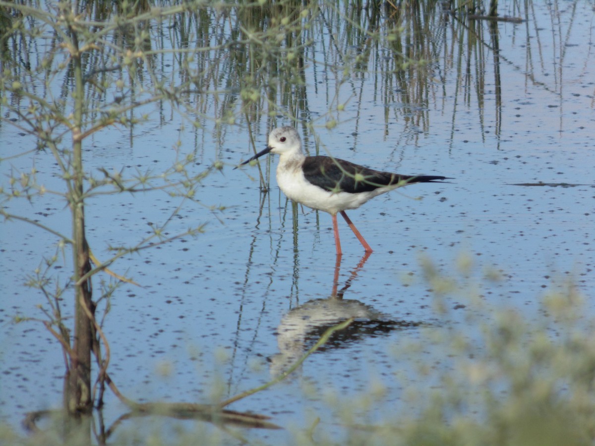 Black-winged Stilt - ML620670083