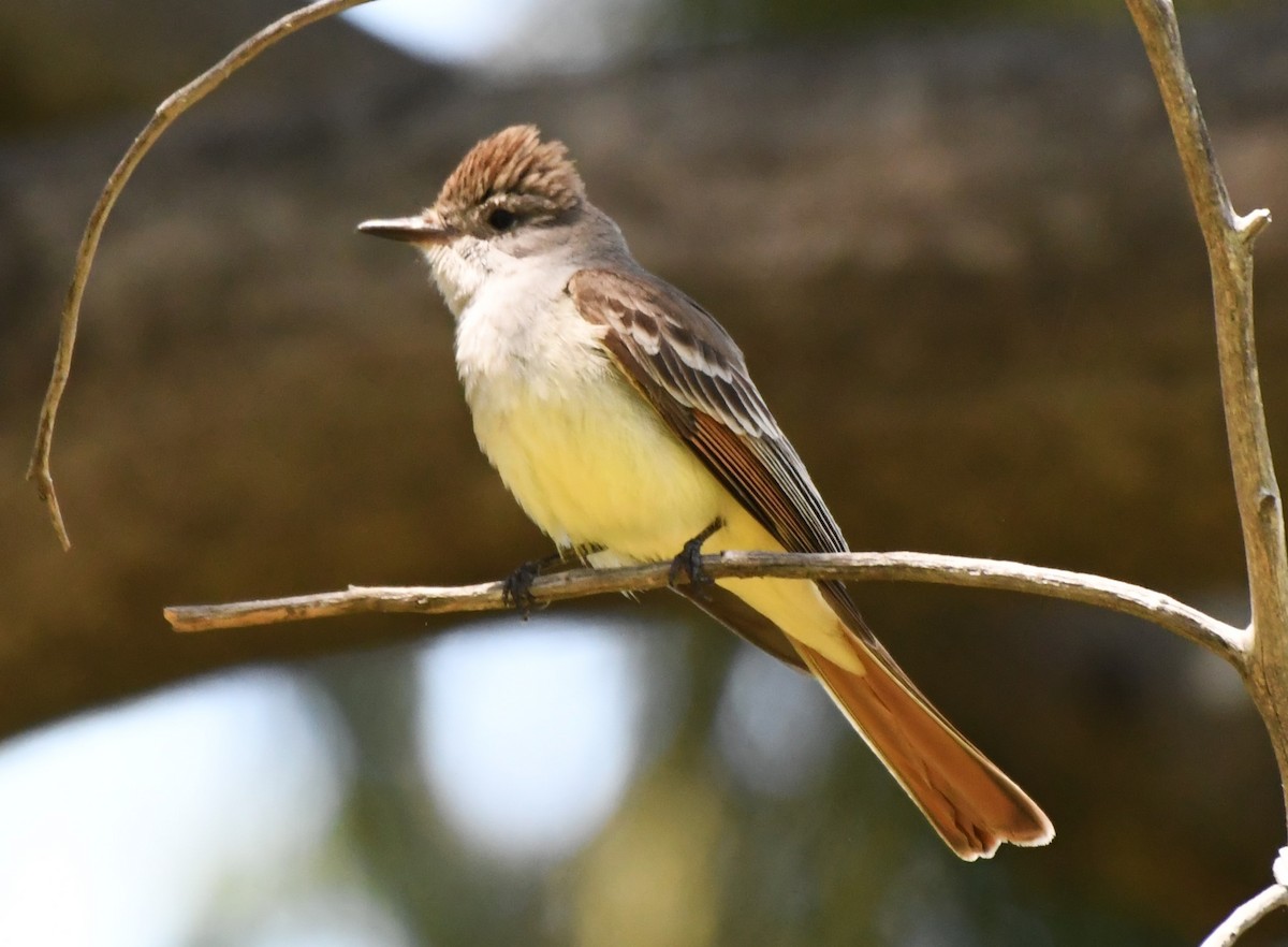 Ash-throated Flycatcher - ML620670085