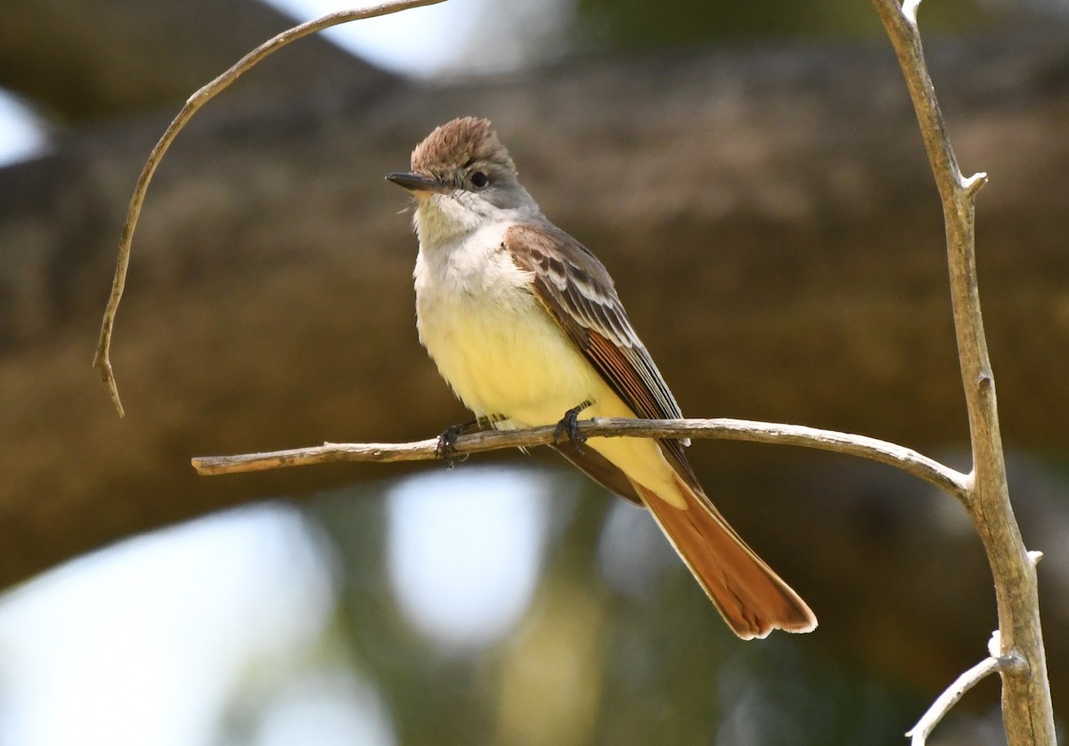 Ash-throated Flycatcher - ML620670086