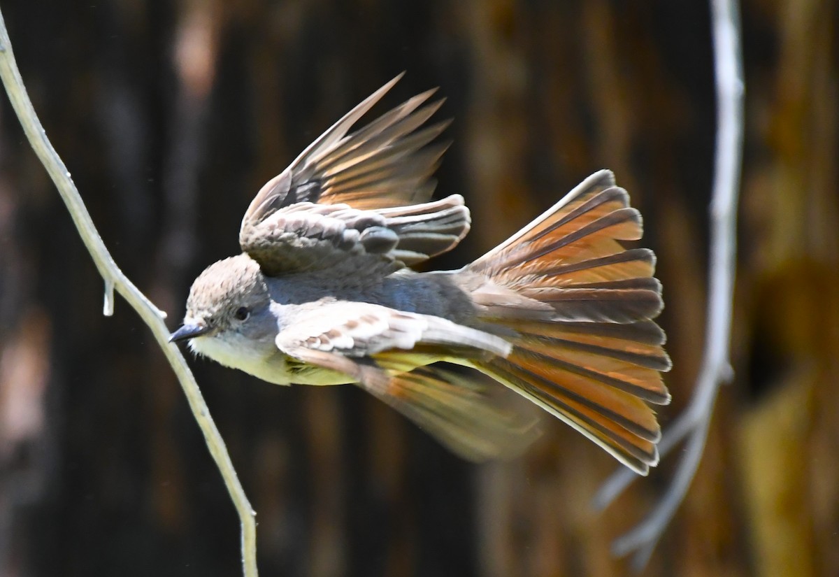 Ash-throated Flycatcher - ML620670087