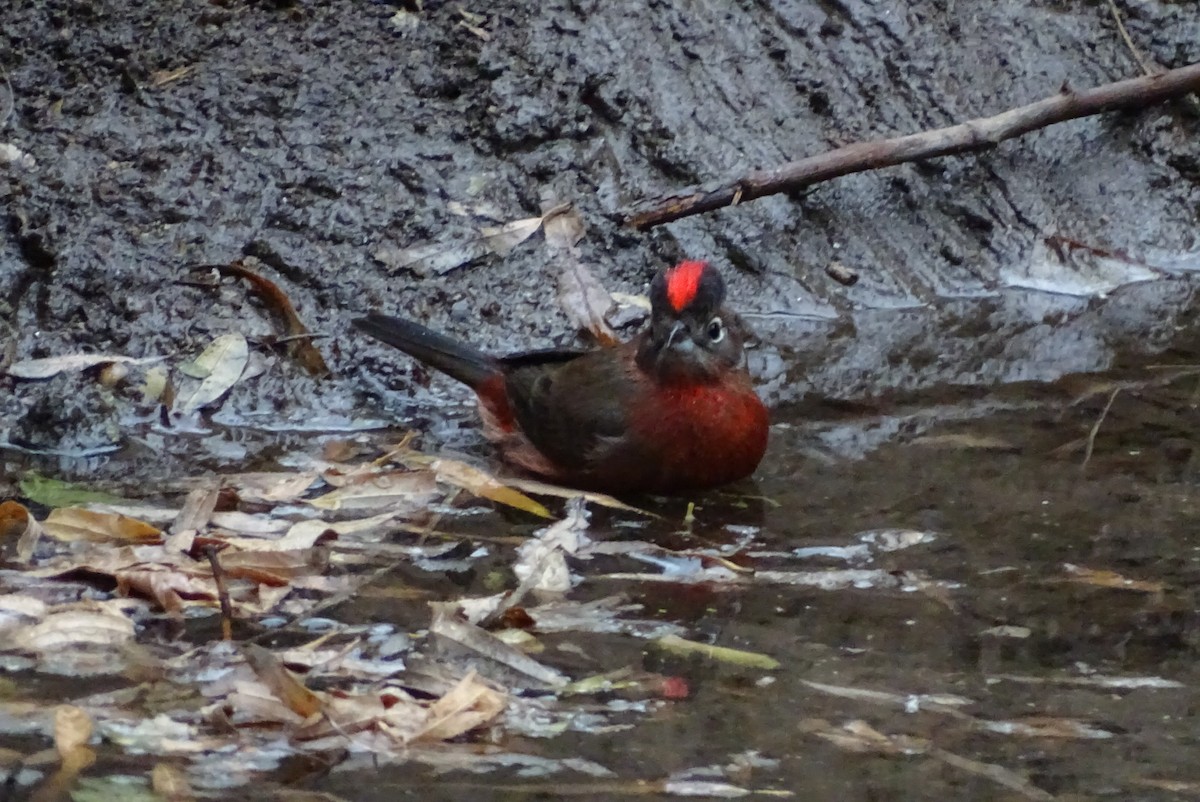 Red-crested Finch - ML620670089