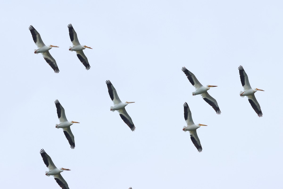 American White Pelican - ML620670090