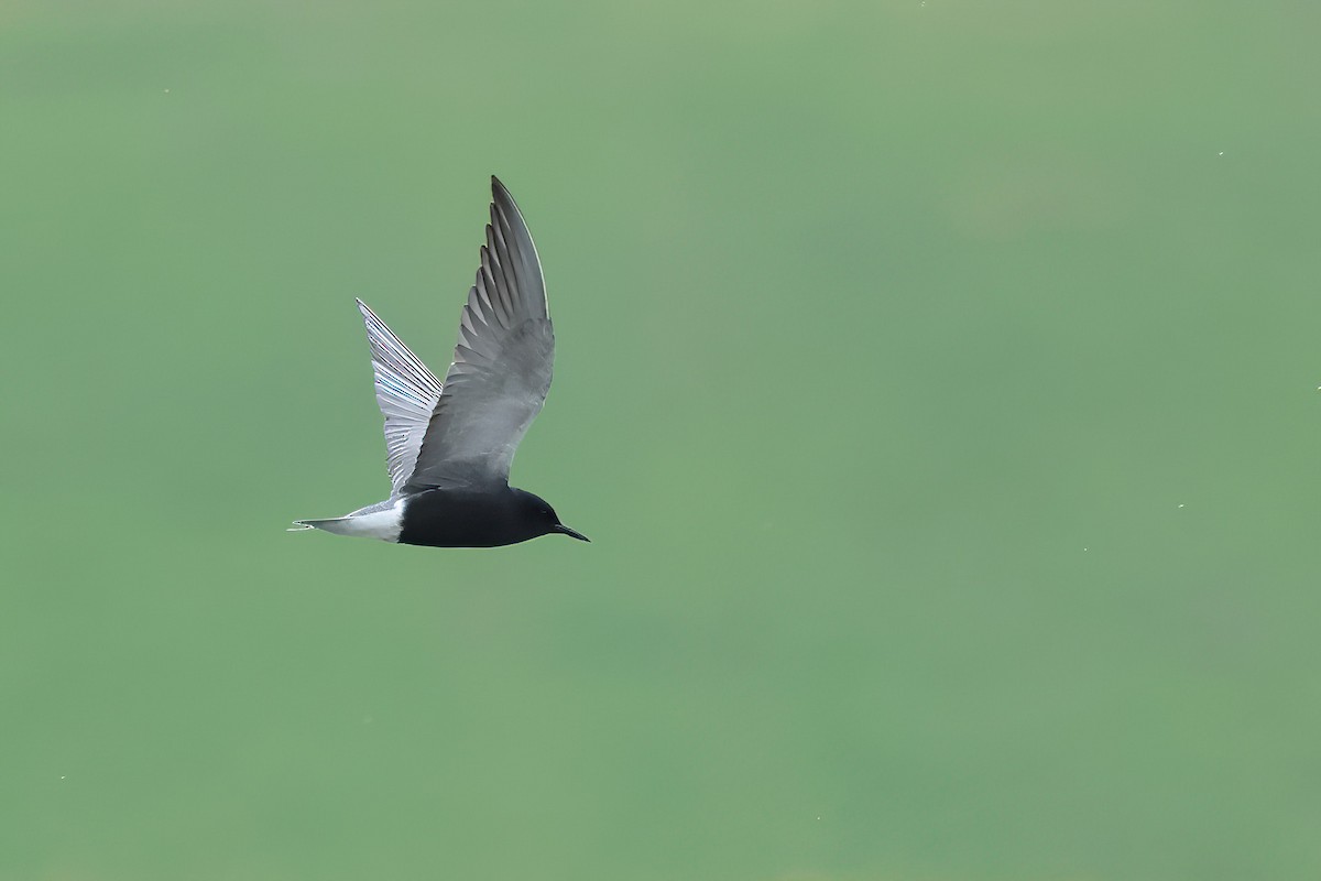 Black Tern - ML620670093