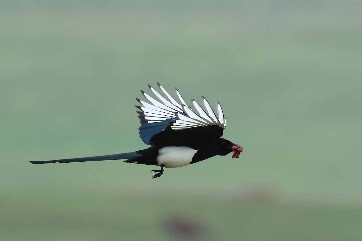 Black-billed Magpie - ML620670100