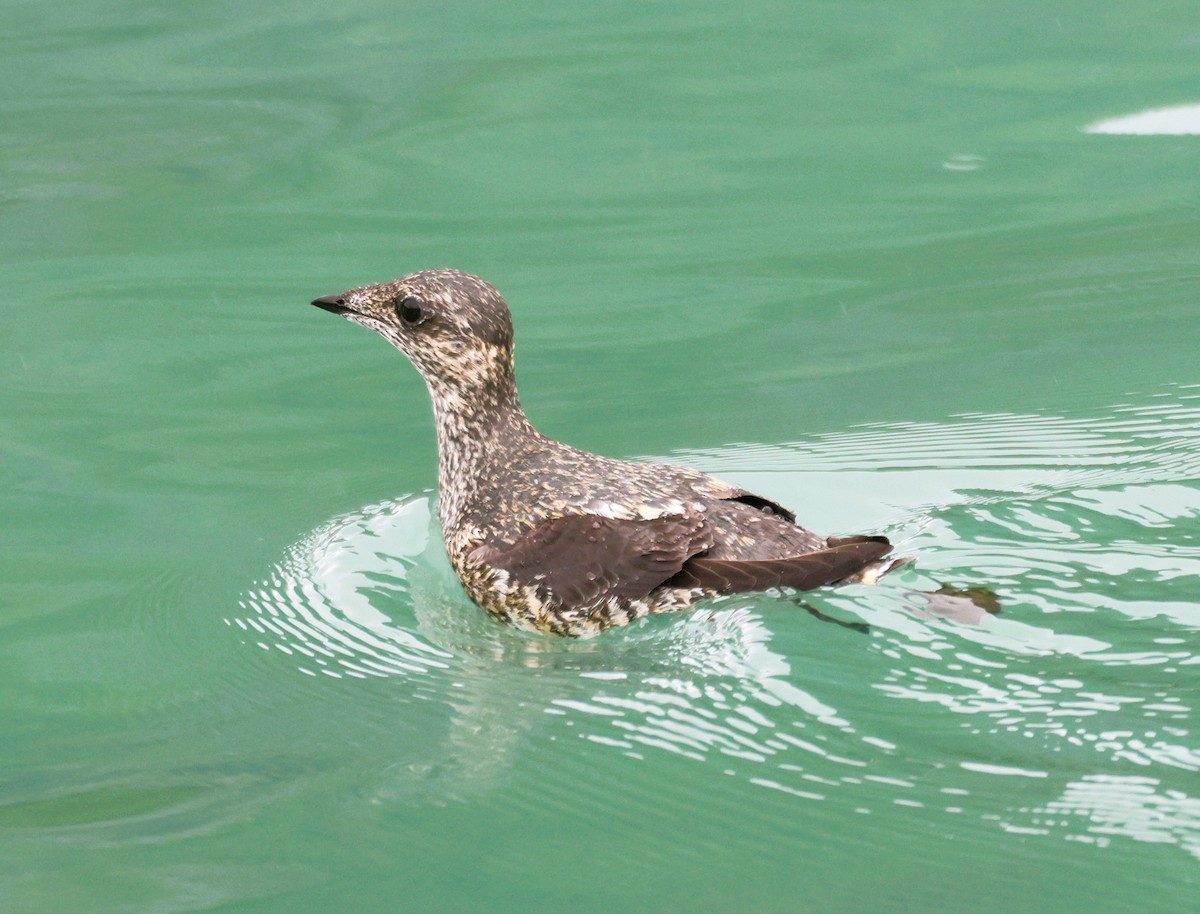 Kittlitz's Murrelet - Anne Ruben