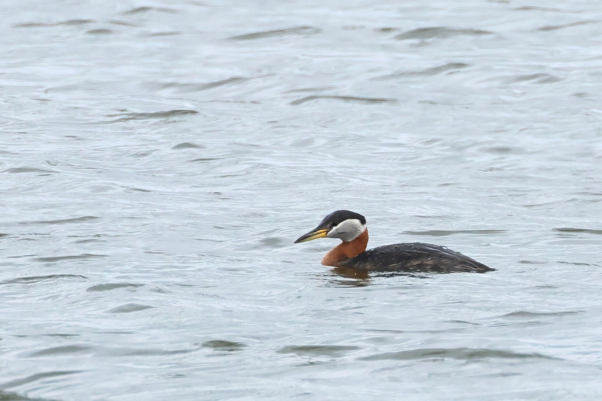 赤頸鸊鷉 - ML620670105