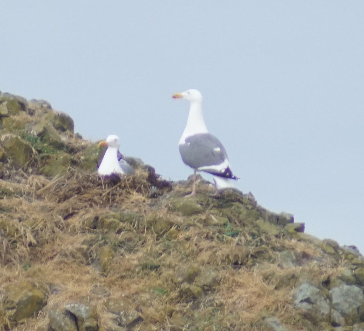 Goéland d'Audubon - ML620670106