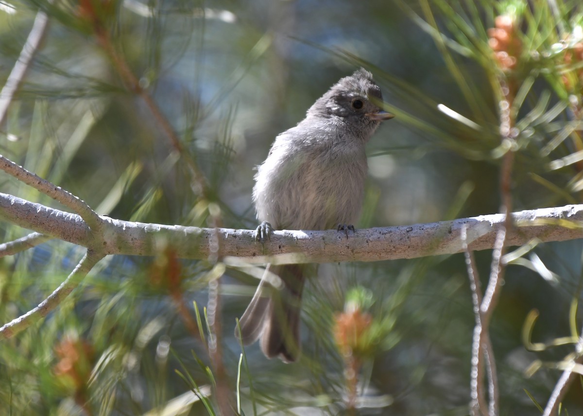 Oak Titmouse - ML620670110