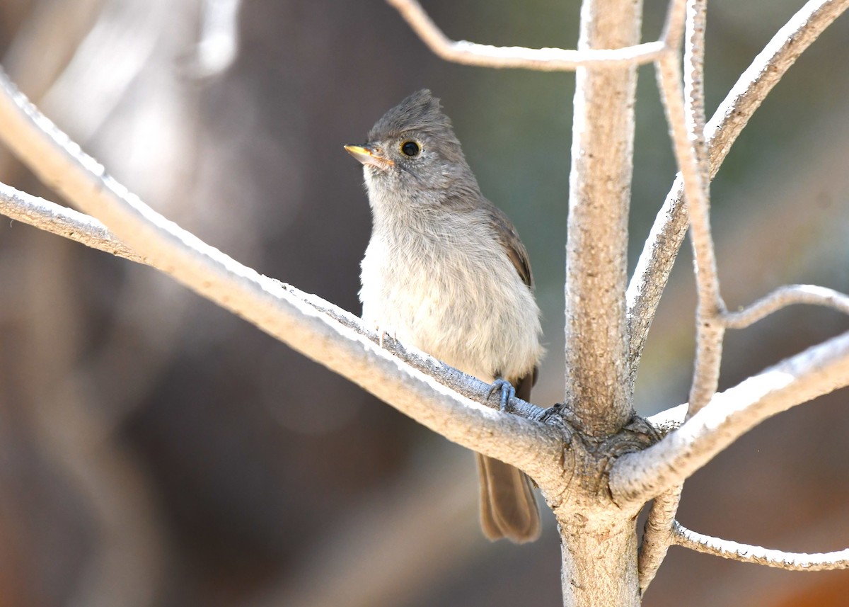 Oak Titmouse - ML620670111