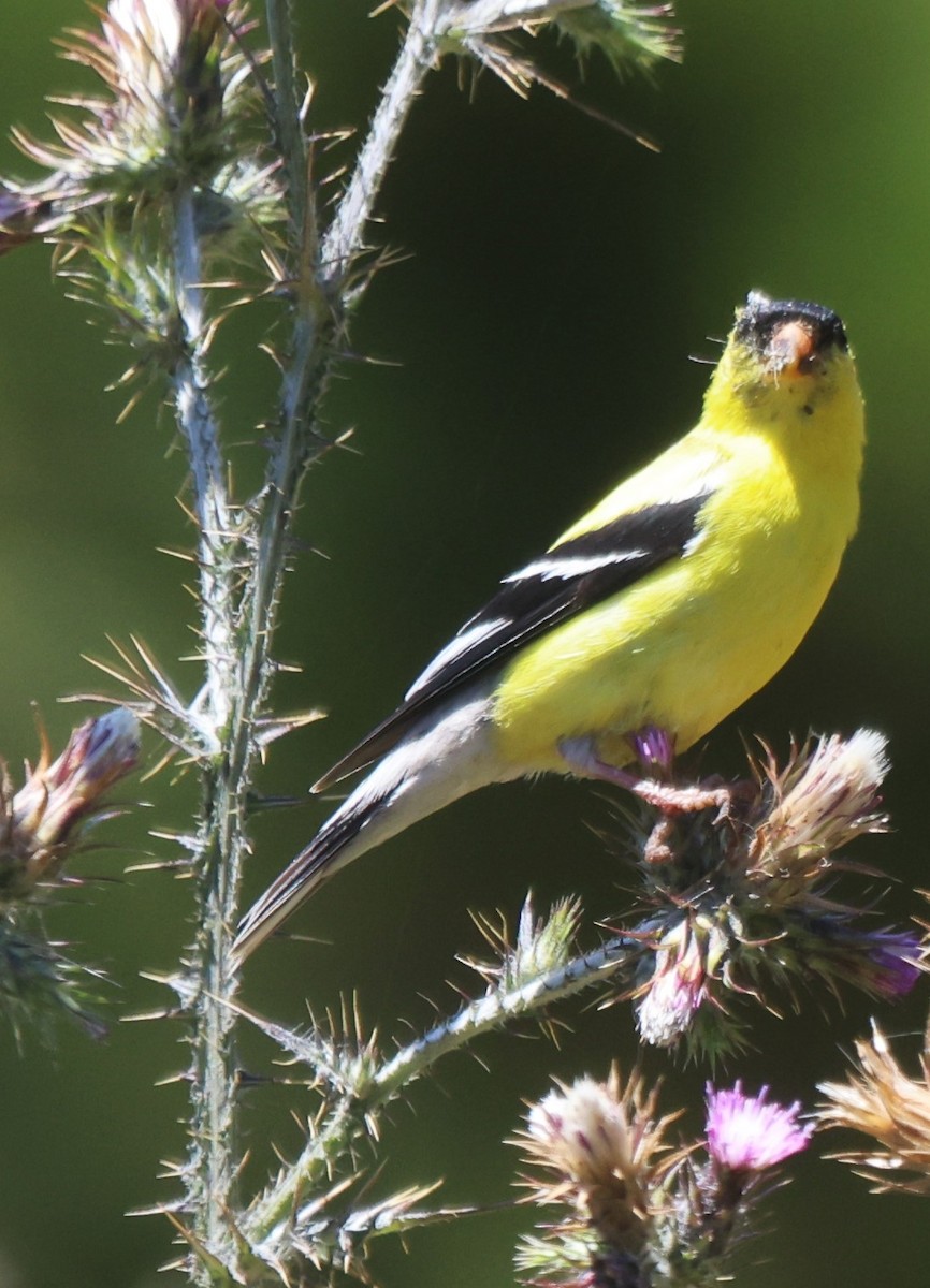 American Goldfinch - Robert Keiffer