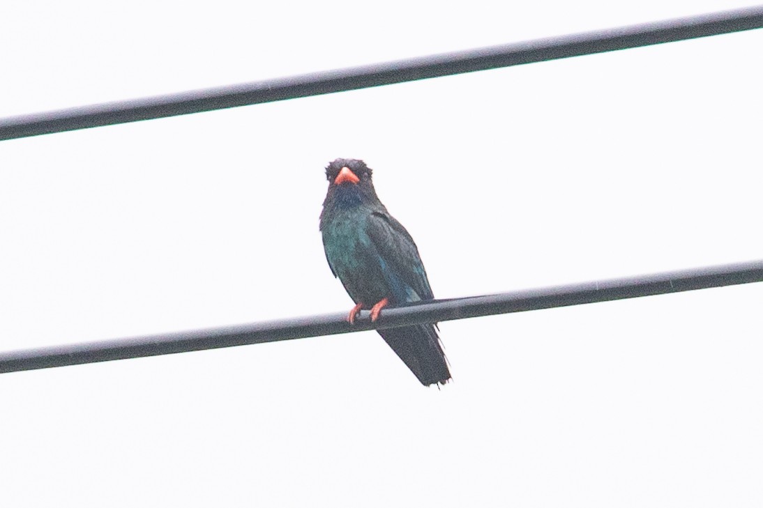 Dollarbird - ML620670116