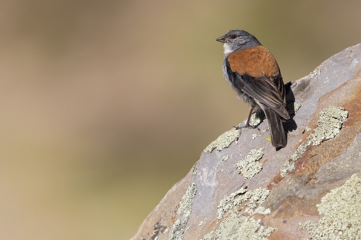 Red-backed Sierra Finch - ML620670123