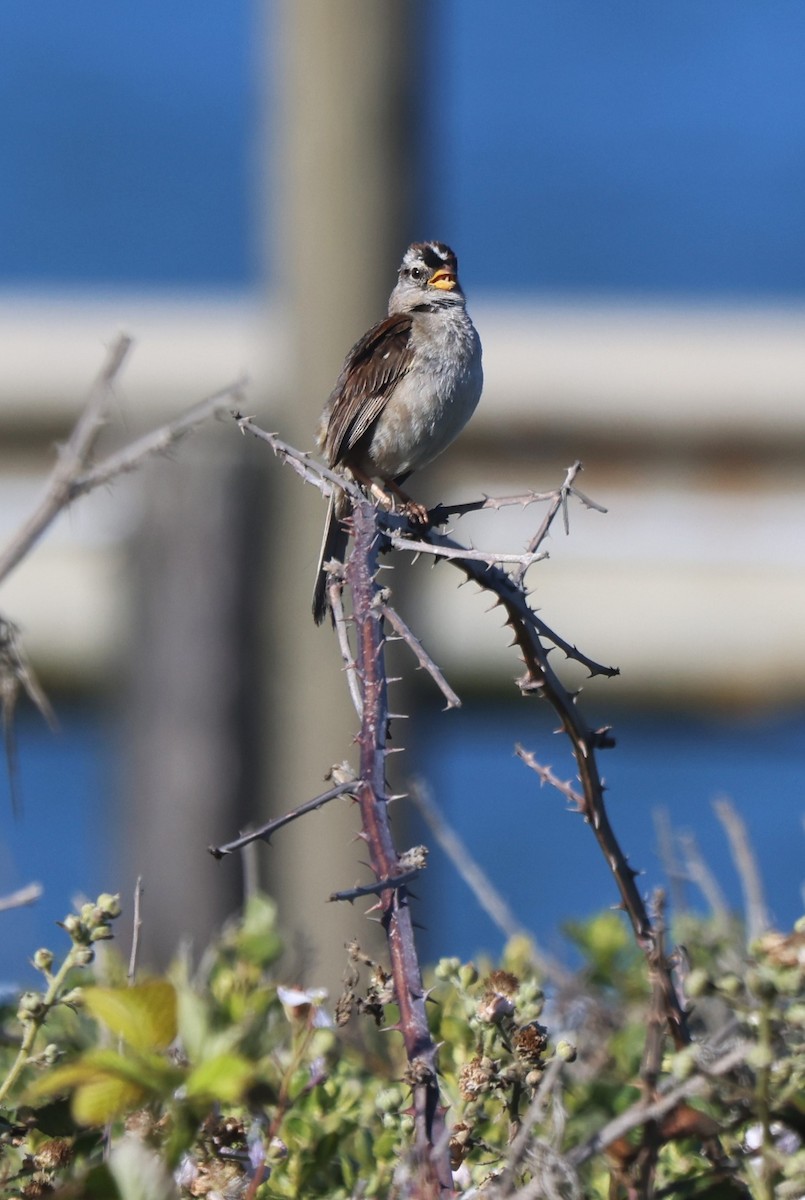 White-crowned Sparrow (nuttalli) - ML620670125