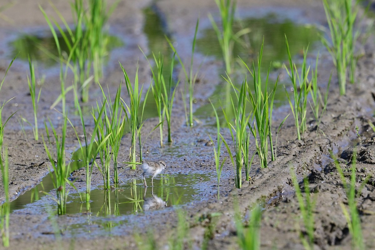 Spotted Sandpiper - Paul Herwood